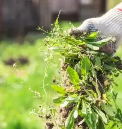 Crops protection